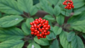 Польза женьшеня - это нужно знать