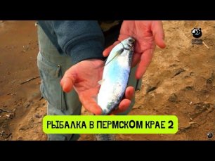 Пермская сабля - чехонь // Рыбалка в Пермском крае-2