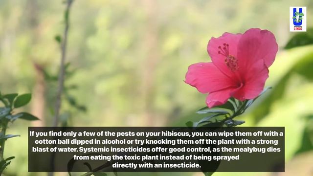 How to Protect Hibiscus Plant From Mealybugs смотреть онлайн