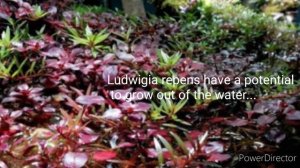 Ludwigia Repen | easy to grow aquarium fish plant ?| No Co2