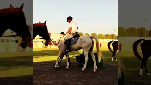 ЗНАЕТЕ ЧЕМ ДУБАЙСКИЕ ЛОШАДИ ОТЛИЧАЮТСЯ ОТ РОССИЙСКИХ В ОБЩЕМ И ЦЕЛОМ? - Ничем!) смотреть онлайн