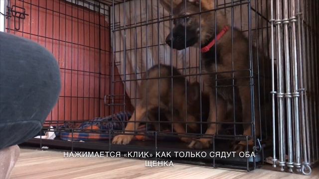 Щенки в клетке смотреть онлайн