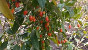 Годжи или Дереза обыкновенная, выращивание. Делимся опытом.