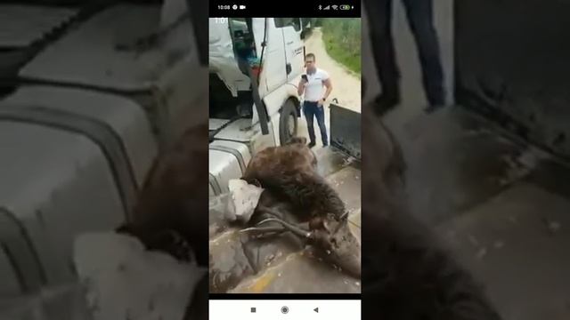 ТАКОГО ВЫ ЕЩЁ НЕ ВИДЕЛИ ЛОСЬ В КАБИНЕ ФУРЫ КОШМАР? смотреть онлайн