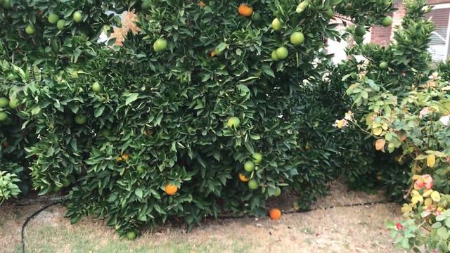 Калифорнии КИРДЫК, не сгорим так угарим СПАСИБО дерьмократам. смотреть онлайн