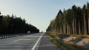 Королевские опята или чешуйчатый гриб