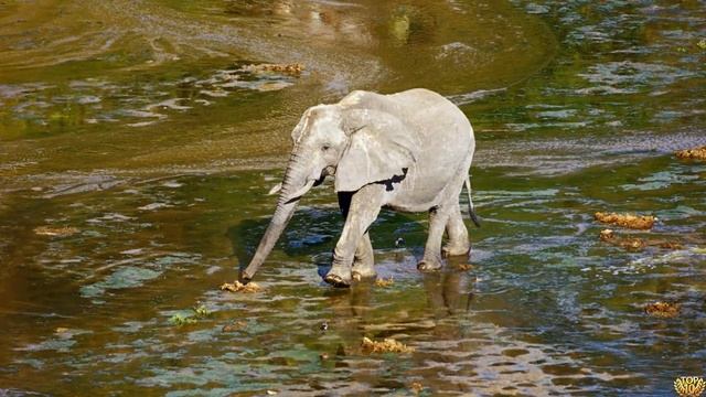 Нильский крокодил против Слона чем закончиться встреча этих животных? смотреть онлайн