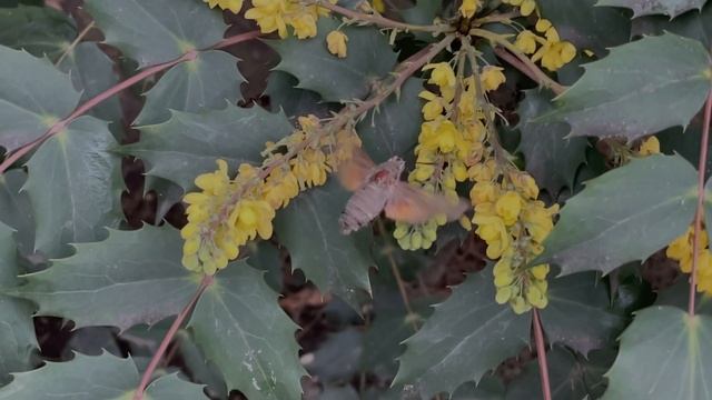Бабочка Бражник - колибри летает в январе в Сочи / Hawk Moth flies in Sochi in January