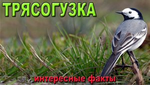 Трясогузка, интересные факты.