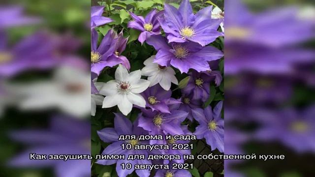 Профессионально готовим клематисы на зиму — закрытие сезона смотреть онлайн