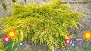 Можжевельник средний голд стар. Краткий обзор, описание juniperus pfitzeriana Gold Star