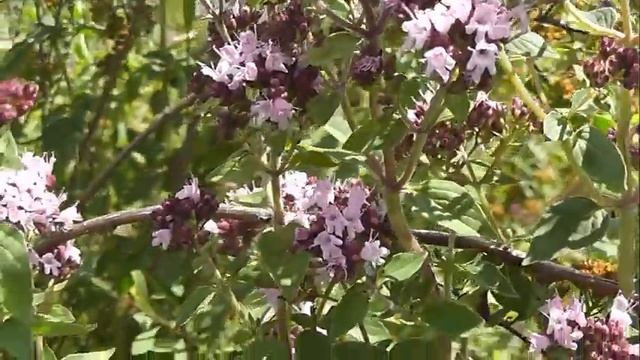 НЕМНОГО БОТАНИКИ: Душица обыкновенная смотреть онлайн