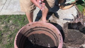 Пересадка пальмы - Бутия