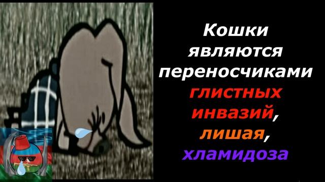 Почему с кошкой опасно спать: смотреть онлайн