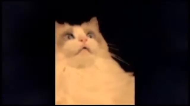 Кот чистит зубы смотреть онлайн