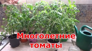 Весеннее черенкование томатов из укорененных осенью черенков.