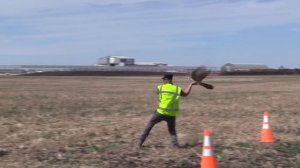 Robotic falcon flies over Edmonton International Airport