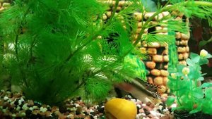 Мой аквариум 70 литров.