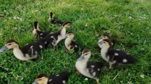 Индоутята. Выгул индоутят. Кормление. Содержание. Лысеет шея.