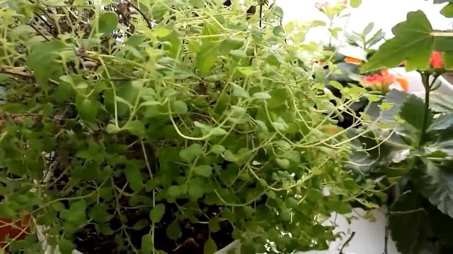 Маленький обзорчик комнатных растений в январе. Аллоказия, Нолина, Пуансеттия, Бегония Коралловая.