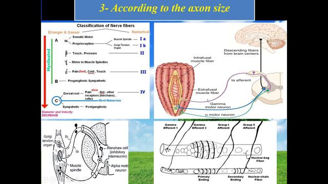 Introduction sensory system (Neuroanatomy 8)