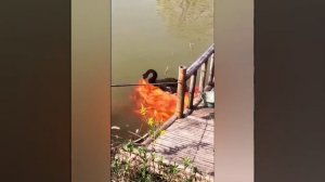 Мир и красота, #животные, #природа, #надияеременко,