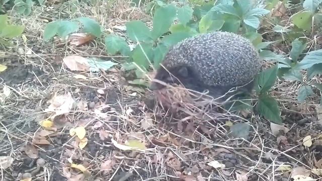 Ежик готовится к зиме смотреть онлайн