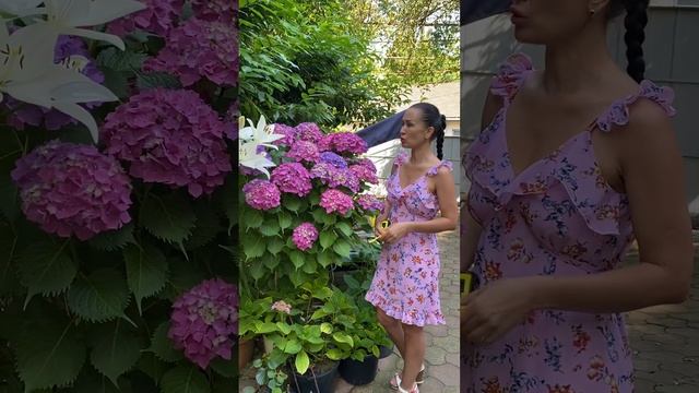 Крупнолистная гортензия Окрашивание цветов-подкисление грунта ? саженцы в наличии 8-918-105-60-69… смотреть онлайн