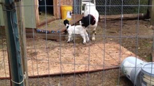 Cute baby goats.  Смешные маленькие козлята.