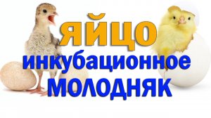 Запись на яйцо и молодняк,индюшата и цыплята из Европы. Сезон 2024 открыт