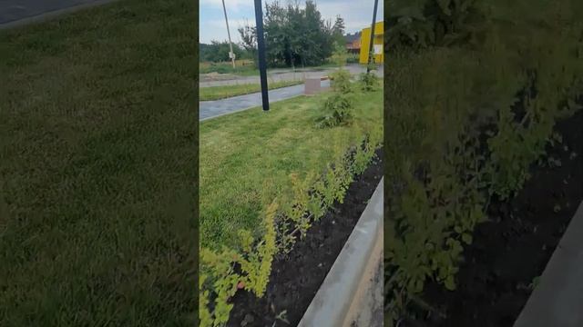 СОХНЕТ ГАЗОН. ЭКЗОТИЧЕСКЕ ДЕРЕВЬЯ ДЛЯ САДА. смотреть онлайн