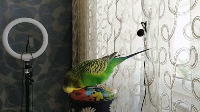 Очень Разговорчивый попугайчик Кеша #короткиевидео #попугай #shorts смотреть онлайн