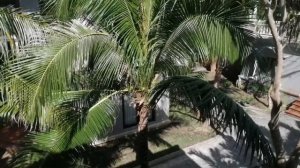 Отдых во Вьетнаме, Фантхиета, отель    Champa Resort  Spa    Фантхиет (Чампа  Резонт ) декабрь 2019