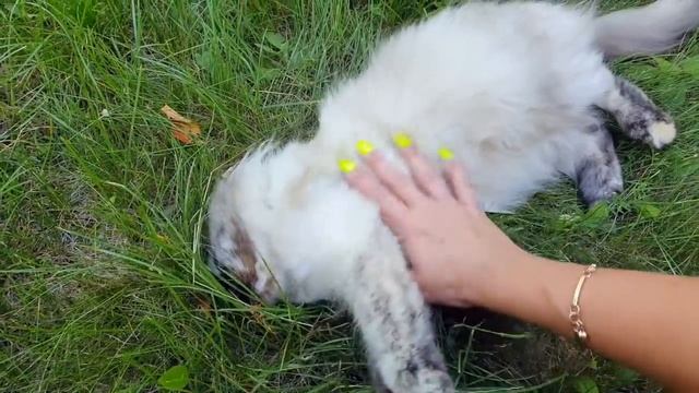 Дачное ПМЖ