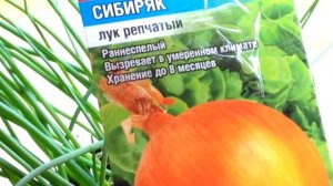 ? #2 Обзор рассады. Чем подкормить. | Выращивание лука репки из семян за один сезон от и до.