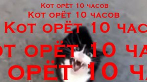 СМЕШНОЙ МОМЕНТ с котом! Кот орёт 10 часов.