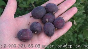 ГАЛАТЕЯ медово сладкиий сорт крыжовника