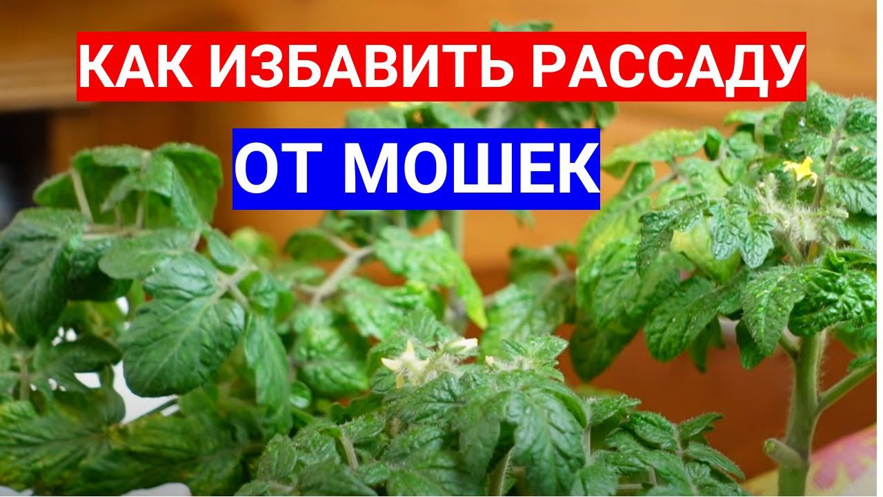 КАК БЫСТРО ИЗБАВИТЬСЯ ОТ ГРИБНОГО КОМАРИКА БЕЗ ХИМИИ -  БЕЗОПАСНОЕ СРЕДСТВО ДЛЯ ДОМА.