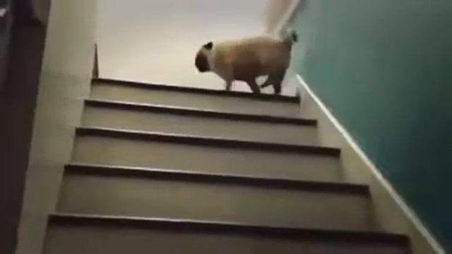 Мопс и лестница) Собаки.Смешное смотреть онлайн