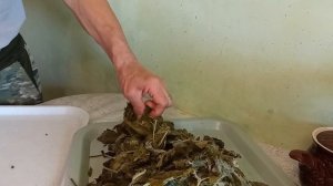 Травяной чай из мелиссы.