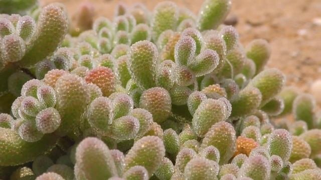 AMAZING Cacti And Succulents (World's Most Spectacular Plants Episode 11 Of 14)