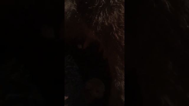 Козлёнок и ягнёнок смотреть онлайн