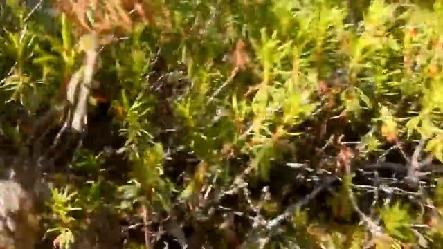 Богульник. Проект Чистота. смотреть онлайн