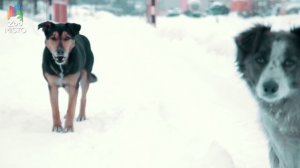 НЕ ИМЕЕТ КЛИЧКИ ПЕС..