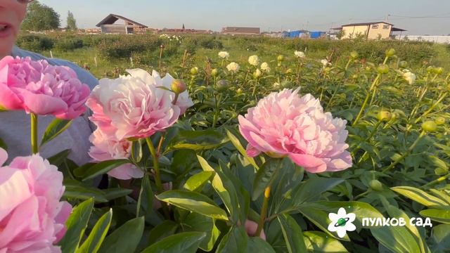 H1 number peony. Аш Уан Намбер пион. Пулков сад смотреть онлайн
