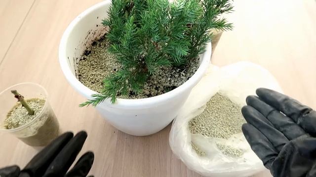 От ЭТОГО ЦВЕТЫ и РАССАДА растут как СУМАСШЕДШИЕ//КОШАЧИЙ НАПОЛНИТЕЛЬ смотреть онлайн