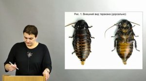 Зоология беспозвоночных. Внешнее и внутреннее строение насекомых