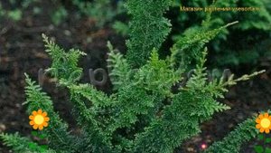 Кипарисовик горохоплодный Мишка Тэдди. Краткий обзор, описание характеристик Teddy Bear