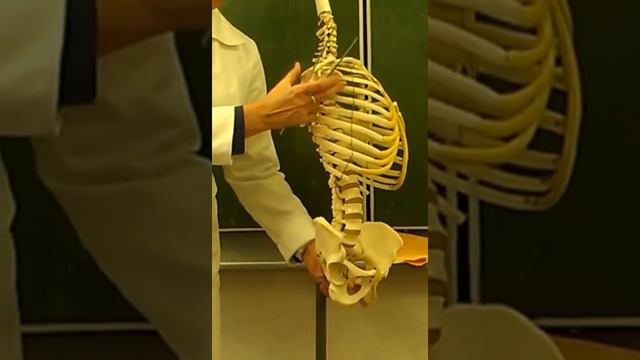 Анатомия.Линии.