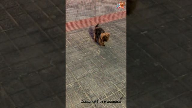 Йорк Пат | Милая потеряшка смотреть онлайн